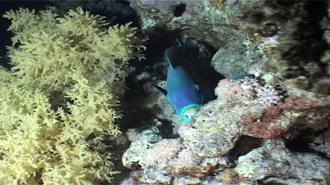 Colourful Parrotfish Relaxing Inside Reef Shelter Stock Footage 300140750