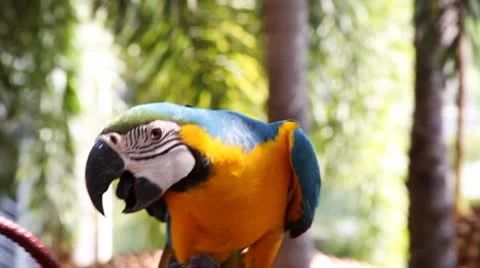 Colourful parrots Video stock 8948463