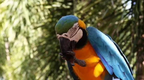 Colourful parrots Vídeo Stock 8948501