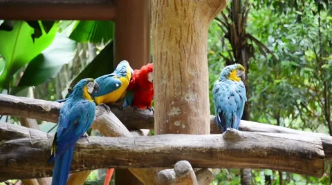 Colourful parrots in the zoo Stock Footage 64228771