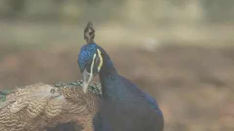 The Colourful peacock is in the zoo. Stock Footage 328848056