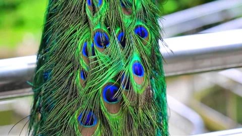 Colourful peacock's feathers close up Stock Footage 236486305