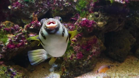 A colourful puffer fish  Stock Footage 244543704