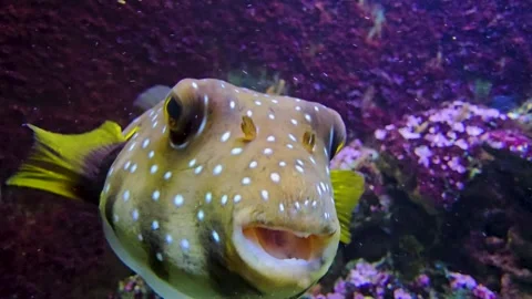A colourful pufferfish Stock Footage 269635024