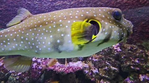 A colourful pufferfish Stock Footage 269635169