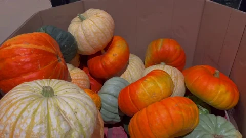 Colourful pumpkins Stock-Footage 214089749