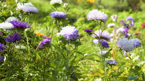 Colourful purple violet asters grass bowing wind Stock Footage 144272406