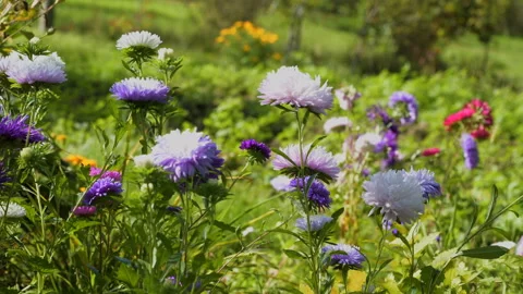 Colourful purple violet asters grass bowing wind Stock Footage 145408178