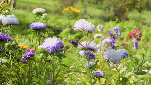 Colourful purple violet asters grass bowing wind Stock Footage 145408346