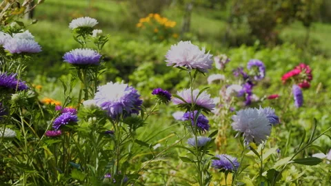 Colourful purple violet asters grass bowing wind Stock Footage 145408972