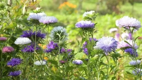 Colourful purple violet asters grass bowing wind Stock Footage 145409243
