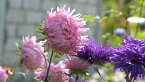 Colourful purple violet asters grass bowing wind Stock Footage 145413541