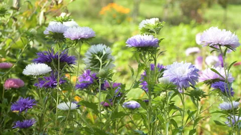 Colourful purple violet asters grass bowing wind Stock Footage 145414599