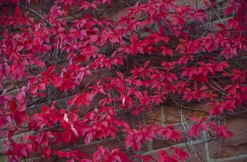 Colourful red flower wall texture background architecture Stock Photos