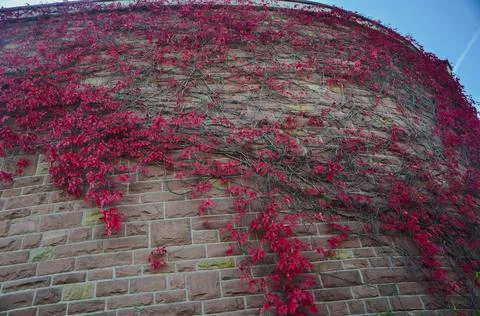 Colourful red flower wall texture background architecture Fotos de archivo