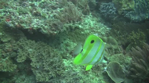 Colourful reef fish. Stock Footage 6884063