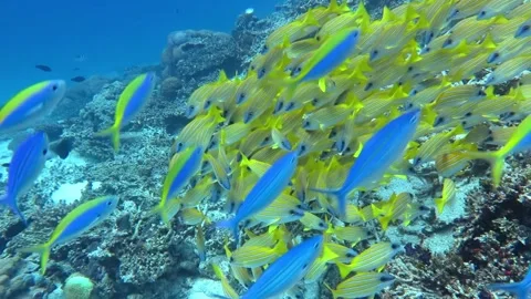 Colourful reef fish on a healthy tropical coral reef, in the Maldives Stock Footage
