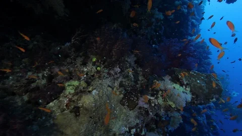 Colourful reef wall overhang Vídeo Stock 120760613