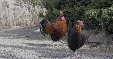 Colourful rooster outside walking with his hen Stock Footage 176829100