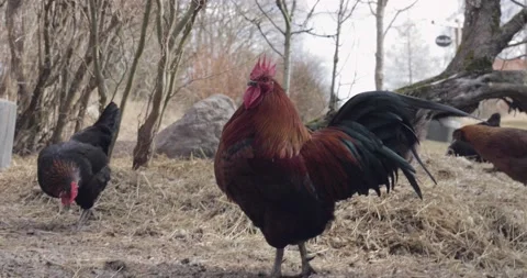 Colourful rooster watching over his hens and flapping his wings Stock Footage 176828650