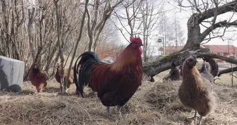 Colourful rooster watching over his hens Stock Footage 176829986