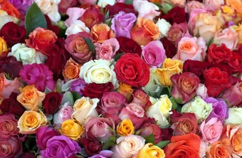 Colourful roses Stock Photos