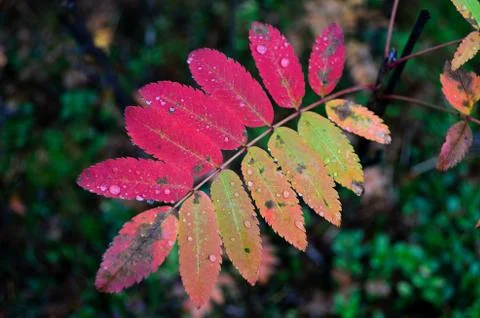 Colourful rowan tree branch leaf in autumn Stock Photos
