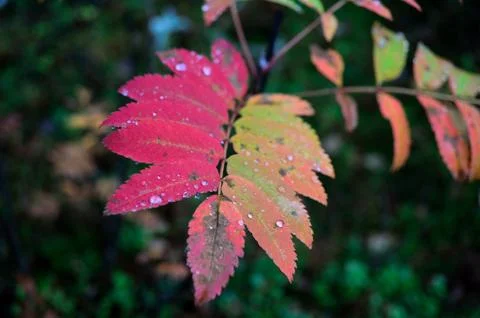 Colourful rowan tree branch leaf in autumn Stock Photos