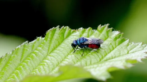 A colourful Ruby-Tailed Wasp, Chrysis sp. perched on a Bramble leaf. UK Video stock 337133513