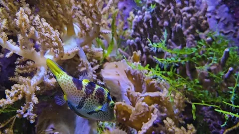  colourful saltwater trunkfish Stock Footage 296851144