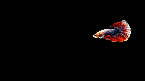 Colourful Siamese fighting fish Betta splendens Stock Footage 109146743