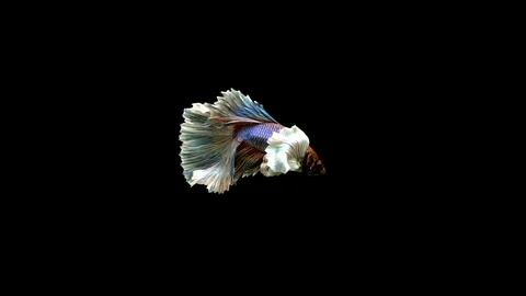 Colourful Siamese fighting fish Betta splendens Stock Footage 109146856