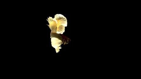 Colourful Siamese fighting fish Betta splendens Stock Footage 110724236