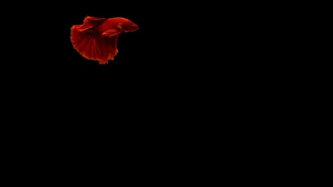 Colourful Siamese fighting fish Betta splendens Stock Footage 113967214