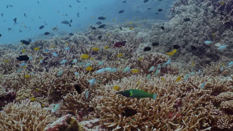 Colourful small fish cloud the reef off the Great Barrier Reef, Australia. Stock-Footage 295287472