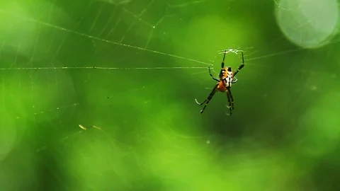 Colourful spider Stock Footage 92536961