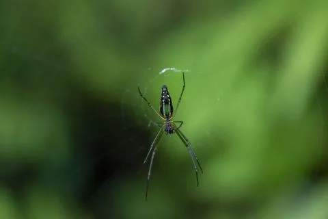 Colourful spider in its web in focus Stock Photos