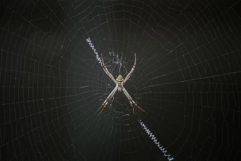 Colourful Spider in Web Foto stock