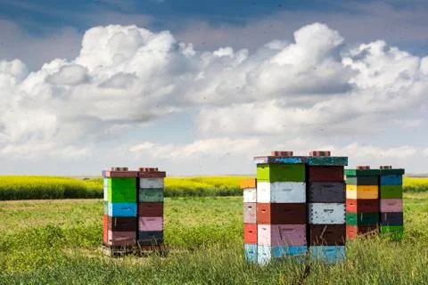 Colourful stacked bee hive boxes in a field with clouds above, North of Rolling Fotos Stock