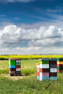 Colourful stacked bee hive boxes in a field with clouds above, North of Rolling Fotos Stock