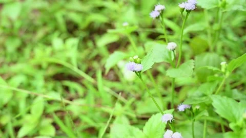 Colourful summer garden in bloom Stock Footage 228604455