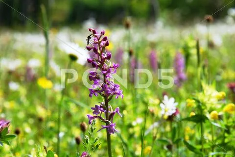 Colourful summer meadow Stock Photos