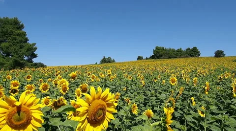 Colourful Sunflowers Stock Footage 45402089