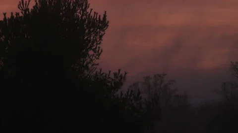 Colourful sunset sky behind silhouetted trees and shrubs Stock-Footage 153661323