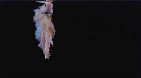 Colourful Thai Fighting Fish Stock Footage 68364172