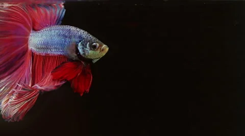 Colourful Thai Fighting Fish. Stock Footage 68386713