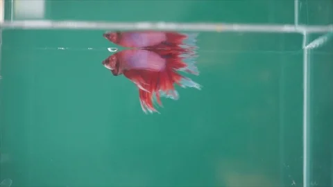 Colourful Thai Fighting Fish or better known as Siamese fighting fish 스톡 동영상 73755179