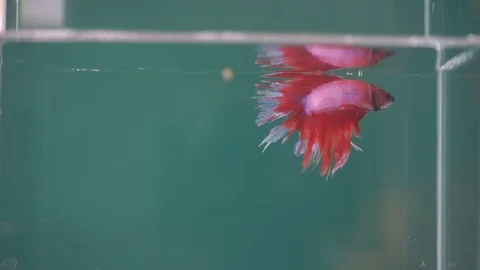 Colourful Thai Fighting Fish or better known as Siamese fighting fish Stock-Footage 74606978
