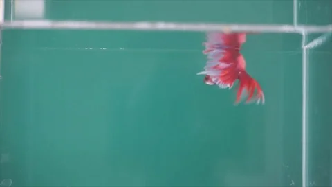 Colourful Thai Fighting Fish or better known as Siamese fighting fish, 스톡 동영상 78100955