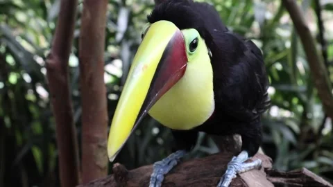 Colourful toucan sitting on a tree looking curious into different directions Stock Footage 183077783